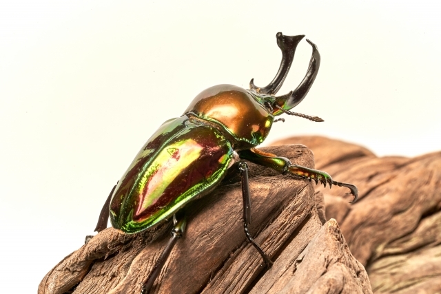 写真：世界のカブトムシ･クワガタムシ展 ＆ 育て方講座