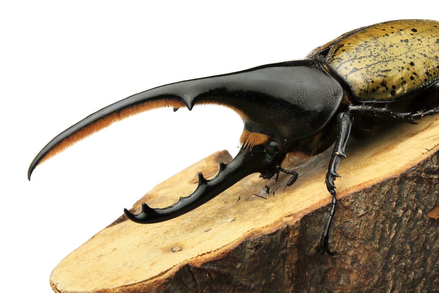 写真：世界のカブトムシ･クワガタムシ展 ＆ 育て方講座